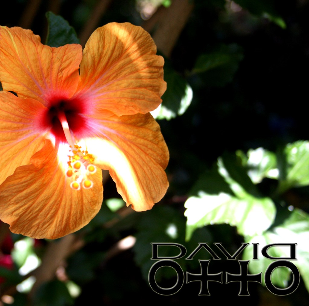 David Otto Orange Hibiscus Album Front Cover